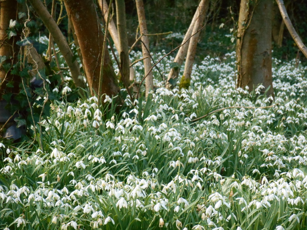 Snowdrops.. by snowy