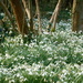 Snowdrops.. by snowy