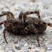 Spider on Driveway by harbie