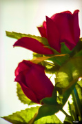26th Feb 2014 - Silk Roses