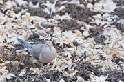 27th Feb 2014 - Mourning Dove