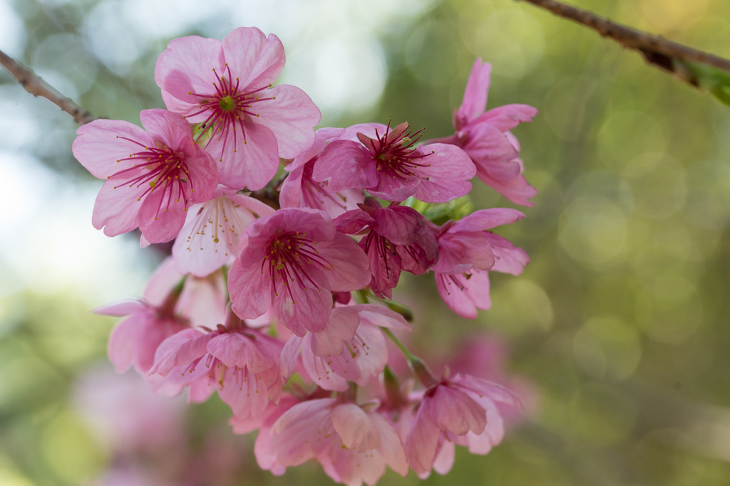 More Cherry Blossoms by stray_shooter