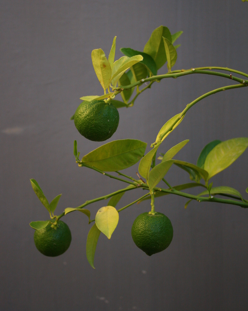 three little limes by cruiser