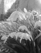 27th Feb 2014 - f is for frilly flowers (snowdrop)