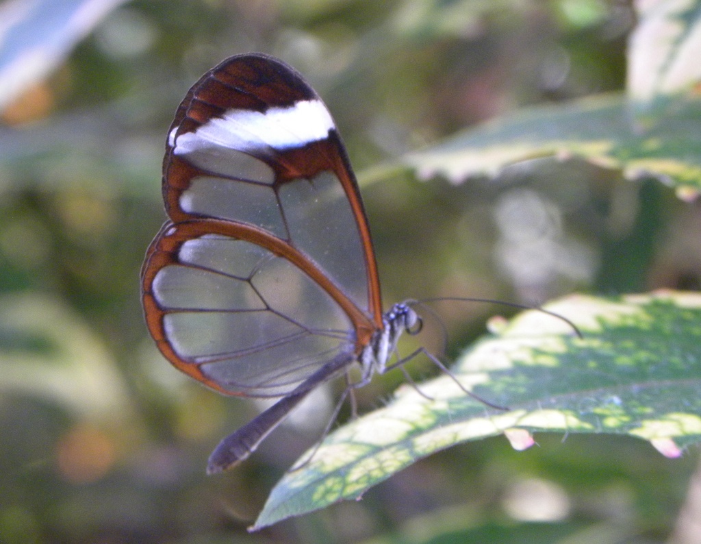 Glass wing butterfly by oldjosh