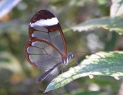 21st Feb 2014 - Glass wing butterfly