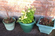 26th Feb 2014 - A new tub for the daffodils!