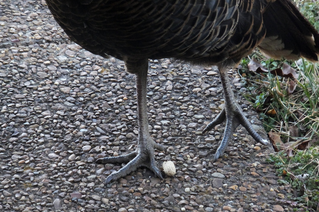 Turkey Legs by linnypinny