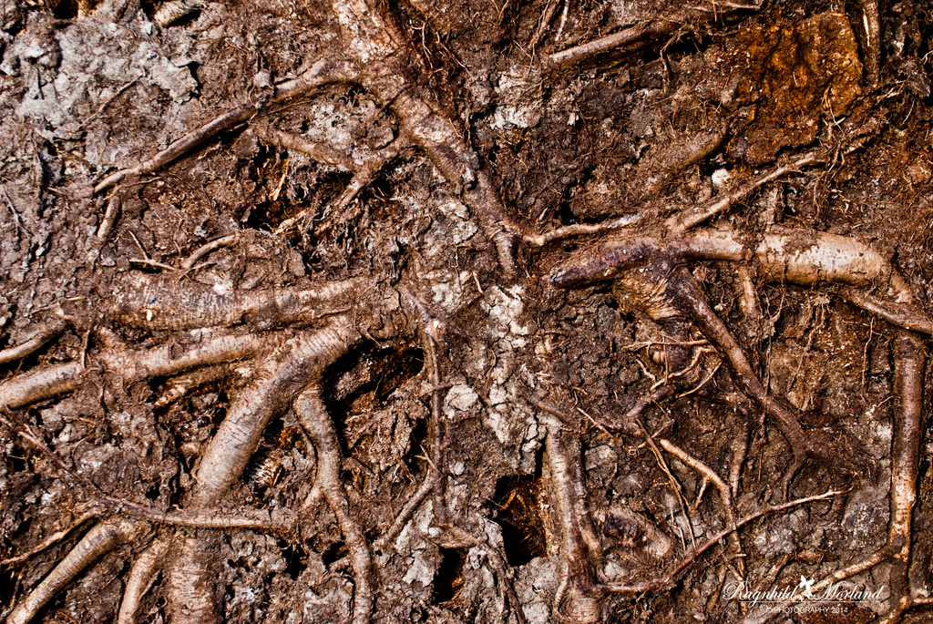 Roots by ragnhildmorland