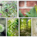 Green Collage by gardencat