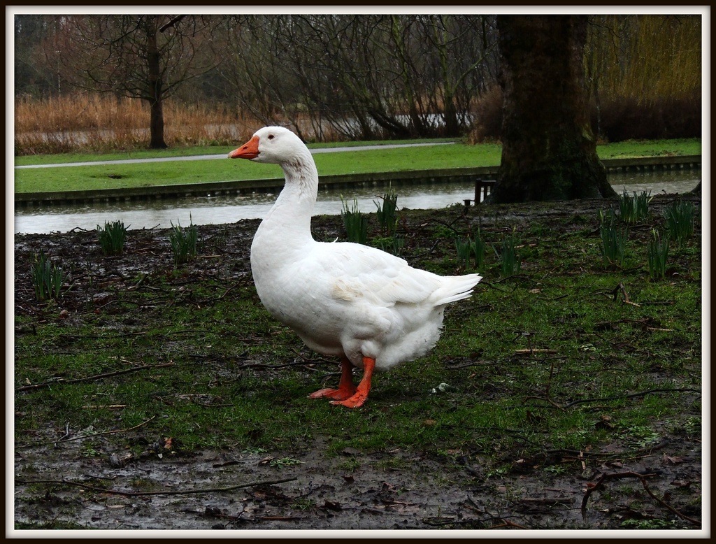 Goosey by rosiekind