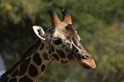 28th Feb 2014 - Drooling Giraffe