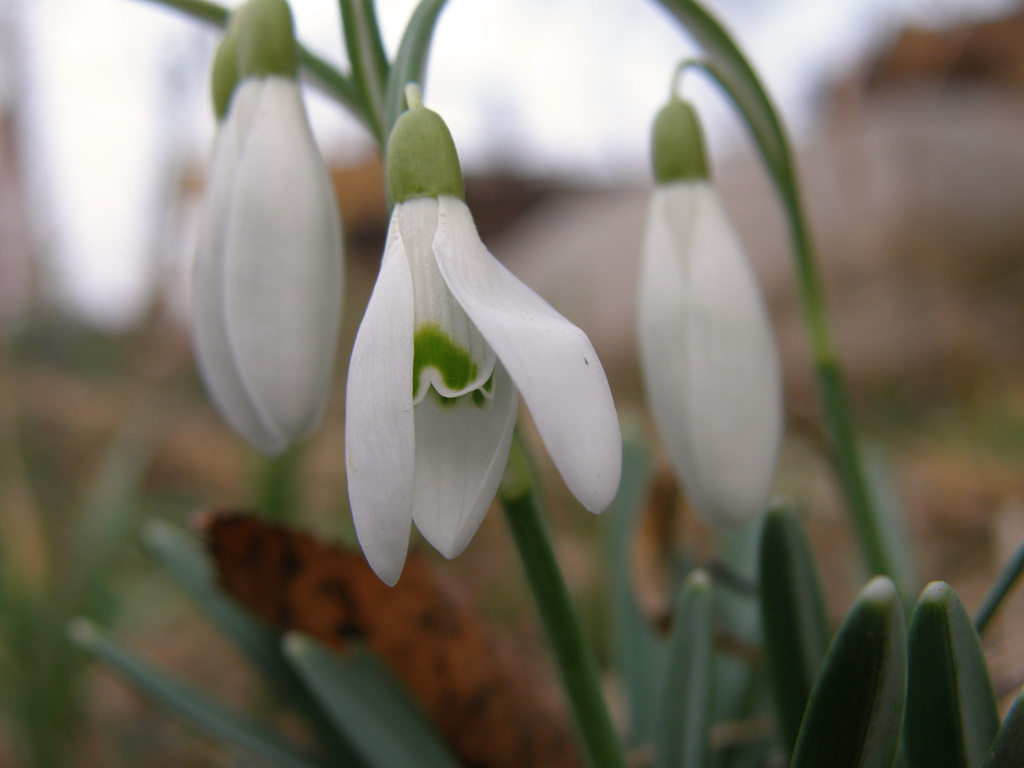 Snowdrop :) by fortong