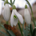Snowdrop :) by fortong
