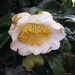 White Camelia  beat the red ones this year! by jennymdennis