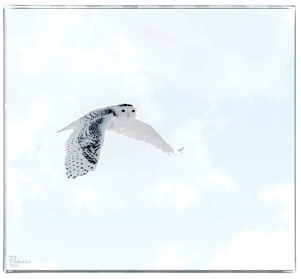 Snowy Owl by bluemoon