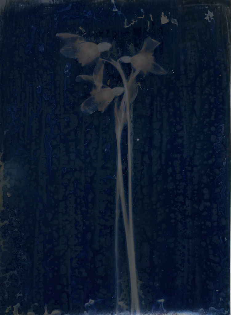 snowdrop, cyanotype and lumen by ingrid2101