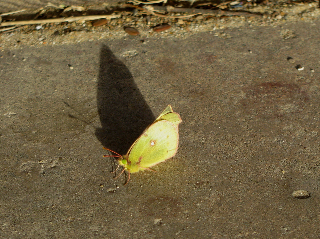 New Green Butterfly by bellasmom