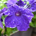 Pretty Purple Pansy by gigiflower