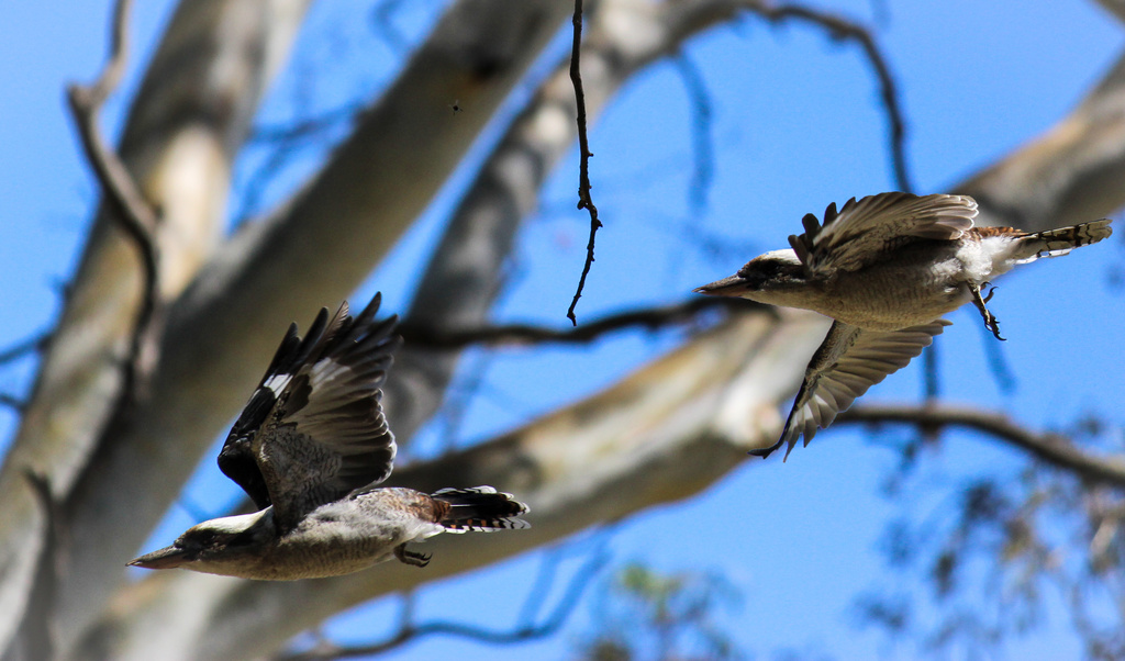 Fly kookaburras fly by flyrobin