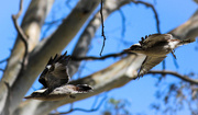 1st Mar 2014 - Fly kookaburras fly