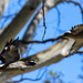 Fly kookaburras fly by flyrobin