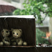 (Day 15) - Raining Cats and Dogs by cjphoto