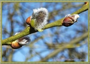 1st Mar 2014 - Pussy Willow