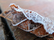 1st Mar 2014 - leaf with frost