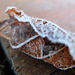 leaf with frost by quietpurplehaze