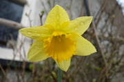 1st Mar 2014 - The only one in our garden