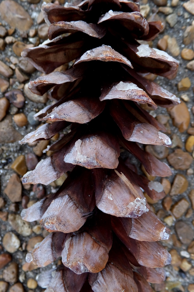 The Traveling Pine Cone by linnypinny