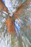 14th Jan 2014 - eucalyptus tree