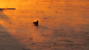 28th Feb 2014 - Sitting Duck