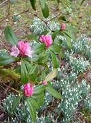 28th Feb 2014 - Rhododendron and Snowdrops