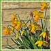 St. David's Day  - Patron Saint of Wales. by ladymagpie