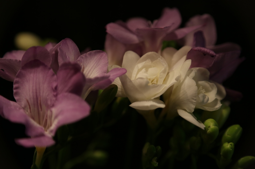 Freesia-no comment required. by padlock
