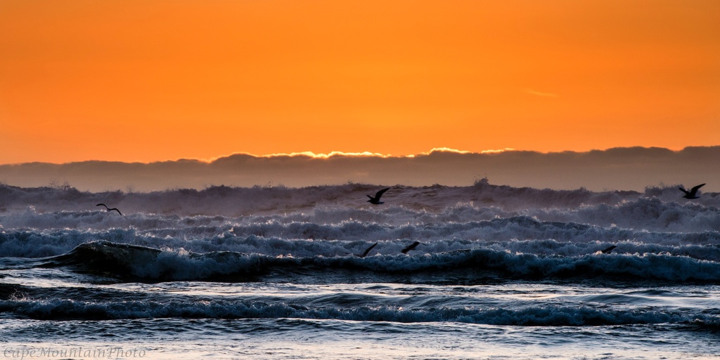 Seagulls Playing In the Sunset Surf  by jgpittenger
