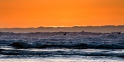 1st Mar 2014 - Seagulls Playing In the Sunset Surf 