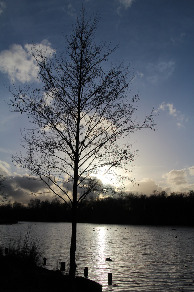 Tree by Moor Lakes by oldjosh