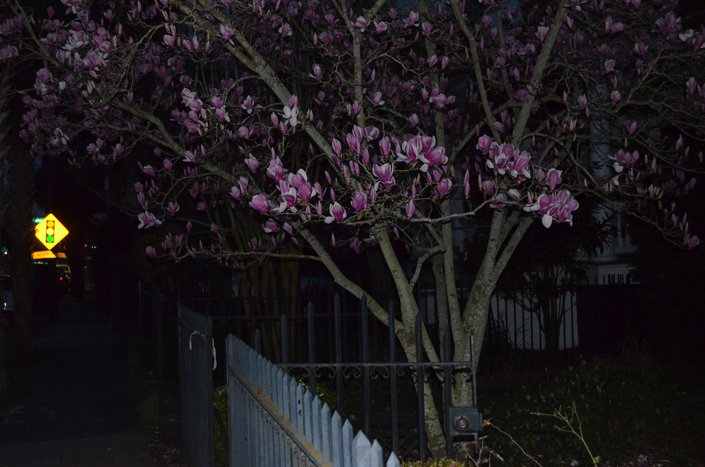 Japanese magnolia by congaree