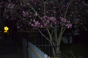 1st Mar 2014 - Japanese magnolia
