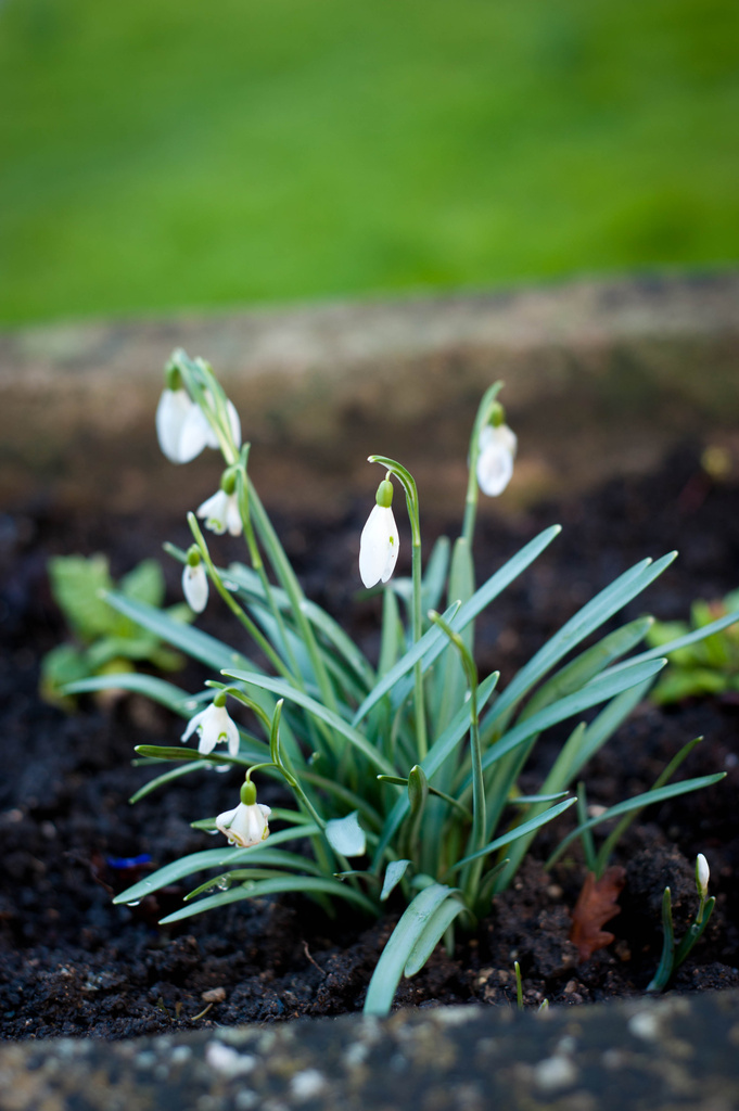snowdrops by tracybeautychick