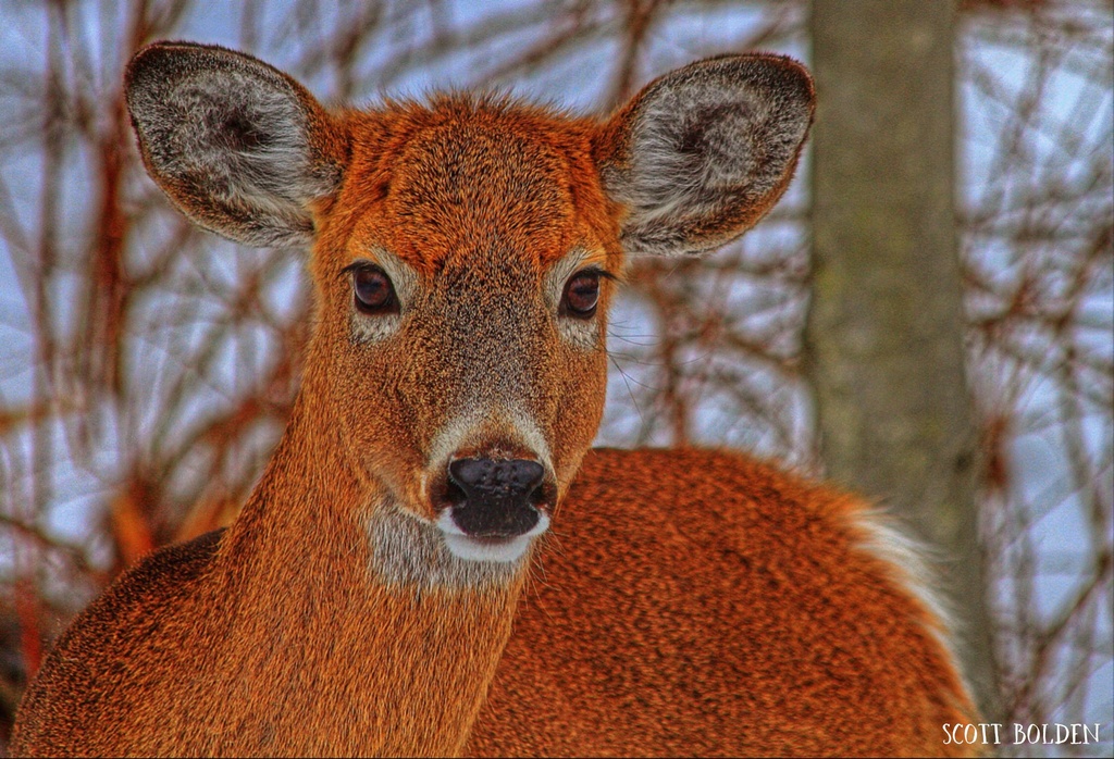 Hello Deer by sbolden