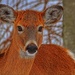 Hello Deer by sbolden