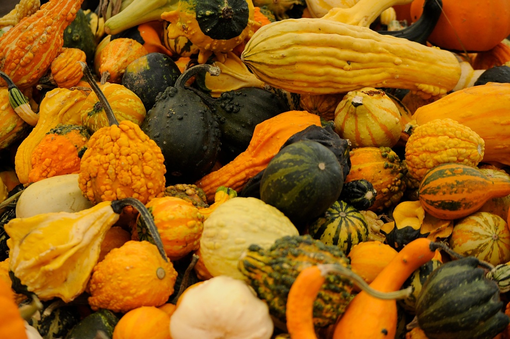 Decorative gourds and winter squash by dora