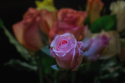 1st Mar 2014 - One Rose