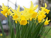 1st Mar 2014 - Daffodils