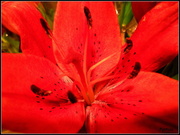1st Mar 2014 - Red Lily