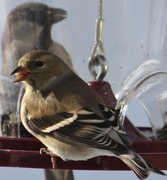 1st Mar 2014 - American Goldfinch and House Sparrow